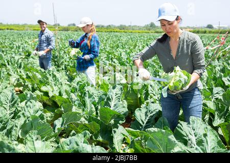 Asian woman harvesting cauliflower with team of farmers on sunny day in field Stock Photo