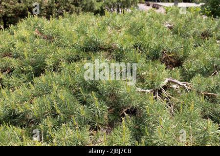 Pinus sylvestris 'hillside creeper' Scots pine. Stock Photo