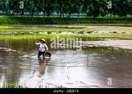 Asian lady in her rice fields planting for the season. Stock Photo