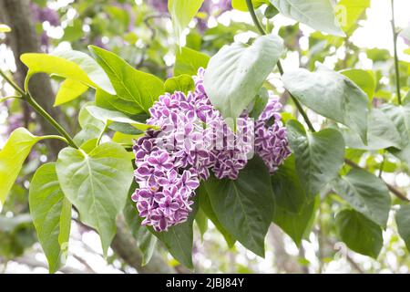 Syringa vulgaris 'sensation' common lilac flower, close up. Stock Photo