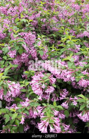 Weigela Florida 'Pink Princess'. Stock Photo