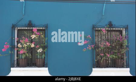 Flowers in the windows. Textures and colors in Barrio Antiguo of Monterrey Mexico Stock Photo