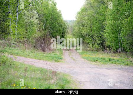 Deer on the road in the spring Stock Photo