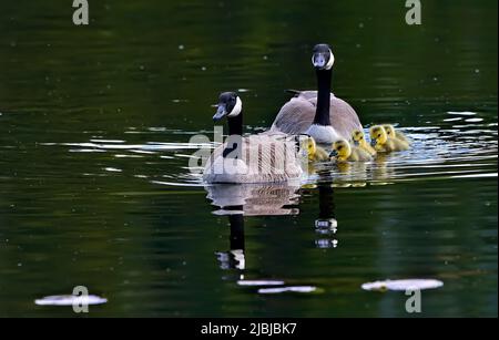 A Canada Goose family (Branta canadensis); has their goslings out for a swim in Maxwell Lake in rural Alberta Canada. Stock Photo