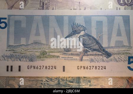 Toronto, Canada - October 30. 2021: Bird on canadian dollar banknotes. Beautiful CAD money design Stock Photo