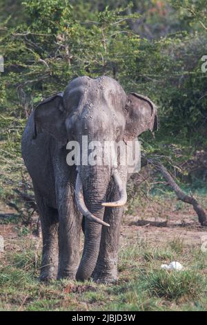 Sri Lankan Tuskers and elephants in the wild Stock Photo