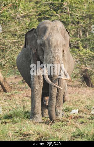 Sri Lankan Tuskers and elephants in the wild Stock Photo