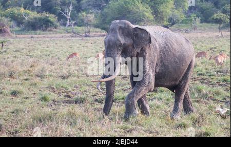 Sri Lankan Tuskers and elephants in the wild Stock Photo