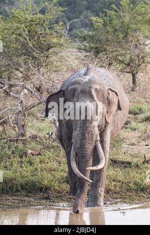 Sri Lankan Tuskers and elephants in the wild Stock Photo