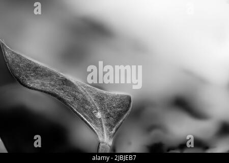 Focus on a single pest scale insect on an indoor houseplant leaf. Stock Photo