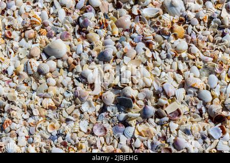 Various Sea Shells Scattered on Bowmans Beach, Sanibel Island, Florida, USA Stock Photo