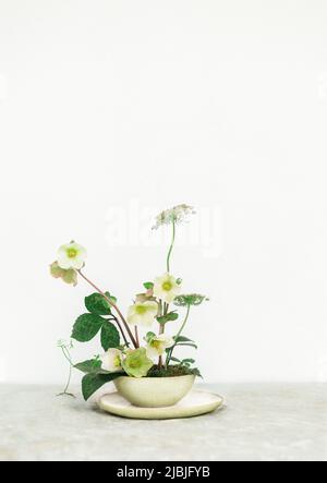 Hellebore flowers arranged in a modern minimalist style in a ceramic bowl on a kitchen counter. Stock Photo