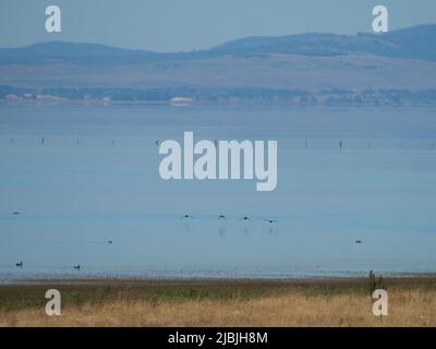 Birds flying, Four waterbirds in a row taking off in flight, over misty Lake George, Near Canberra ACT, on a beautiful Autumn morning, Australia Stock Photo