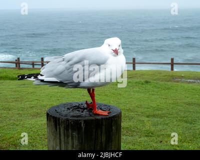 A seagull on a wooden post looking out by the sea, Silver Gull, green grass, Pacific Ocean, Australia Stock Photo