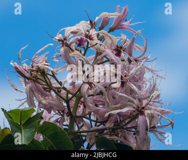 Glorious bloom, Flowers of the Cape Chestnut Tree against blue sky blooming on the sub tropical Mid North Coast NSW Australia Stock Photo