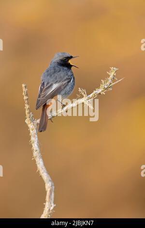 Black redstart Phoenicurus ochruros, adult male perched on dead gorse, singing, Suffolk, England, May Stock Photo