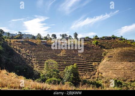 Ban Pa Pong Piang Rice terraces or Baan Pa Pong Pieng in Doi Inthanon national park, Chiang Mai, Thailand Stock Photo