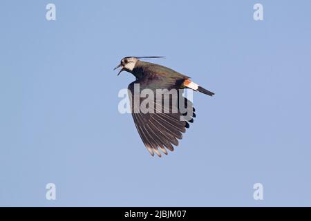 Northern lapwing Vanellus vanellus, adult male calling in flight, Suffolk, England, May Stock Photo