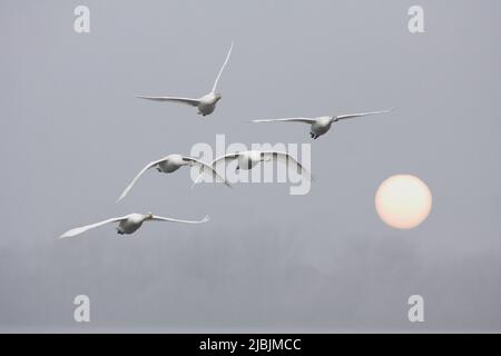 Whooper swan Cygnus cygnus, 4 immatures and 1 adult flying at misty sunrise, Welney, Cambridgeshire, England, February Stock Photo