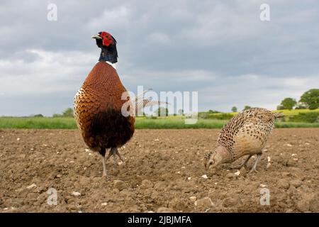 Common pheasant Phasianus colchicus, adult pair standing on arable field, Suffolk, England, May Stock Photo