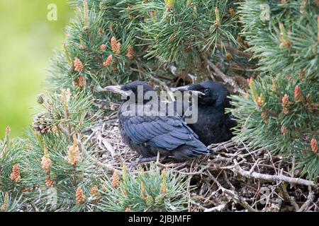 Rook Corvus frugilegus, chicks sitting on nest in pine tree, Suffolk, England, April Stock Photo