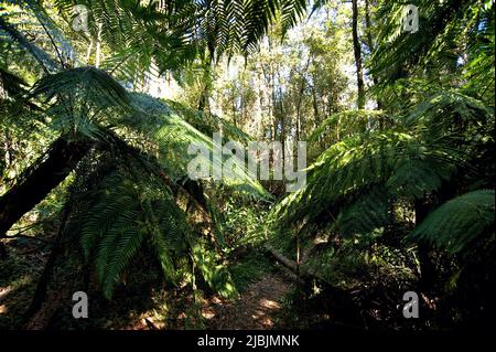 The Dandenong ranges National Park is renowned for its Tree Ferns. This narrow path was almost overwhelmed by them. Near Upper Ferntree Gully. Stock Photo