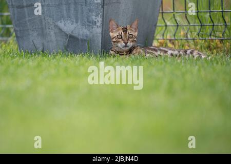 Young bengal cat on green grass Stock Photo