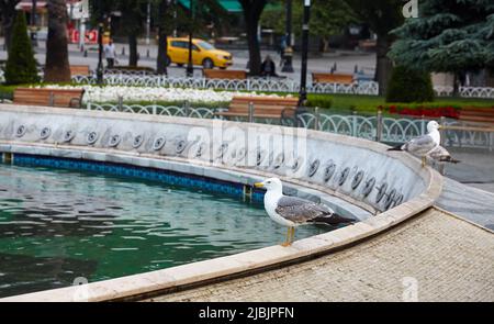 Seagull bird near fountain the park Sultan Ahmet in center Istanbul city, Turkey Stock Photo