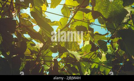 Common grape vine in house backyard in summer, selective focus Stock Photo