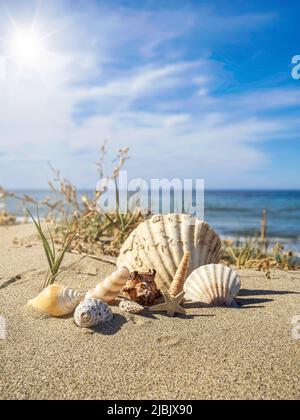 Landscape with shells on a beach with dunes. Cabopino beach in Marbella, Spain. Summer, vacation concept. Stock Photo