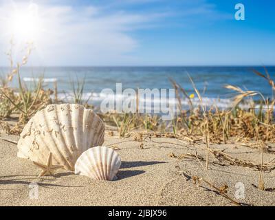 Landscape with shells on a beach with dunes. Cabopino beach in Marbella, Spain. Summer, vacation concept. Stock Photo