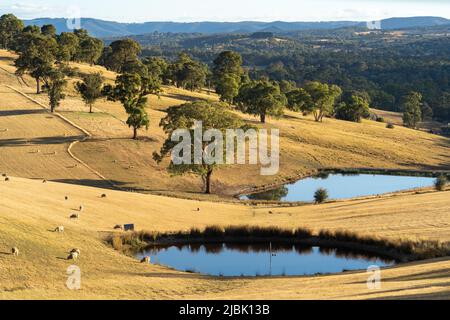 Morning view of grazing livestock, dams and farm paddocks in summer in Australia Stock Photo