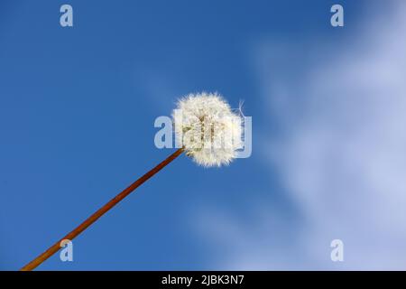 Dandelion seed head against the blue sky with white clouds. Blowball of beautiful dandelion, ready to fly Stock Photo