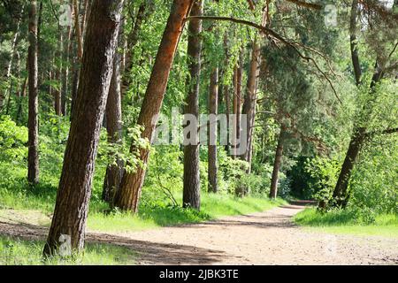 Pine forest in summer, a path between coniferous trees. Fairy nature in sunny day Stock Photo