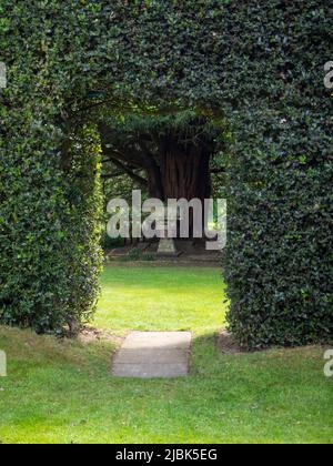 Gawsworth Hall  font framed in the open hedge doorway Stock Photo