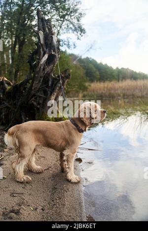 American spaniel stands on the shore of the lake. Hunting dog in the forest Stock Photo
