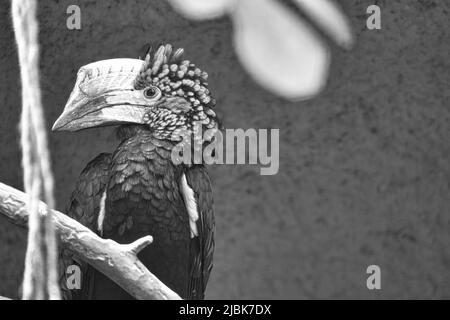 Silver-cheeked horn bill, in black and white, sitting on a branch. colorful plumage. large beak of an australian bird. Animal photo Stock Photo