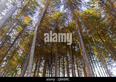 Tall pine trees seen from below with sunrise light. Stock Photo