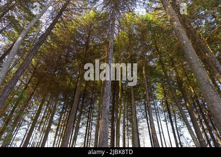 Tall pine trees seen from below with sunrise light. Stock Photo
