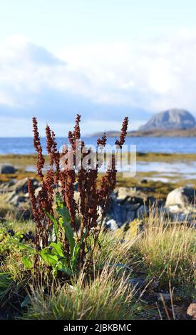 Rumex longifolius, dooryard dock/northern dock, in Brønnøysund, Norway. Stock Photo