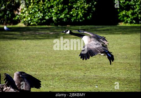 Canadian Goose, Geese, Branta canadensis, Canada Goose taking off Stock Photo