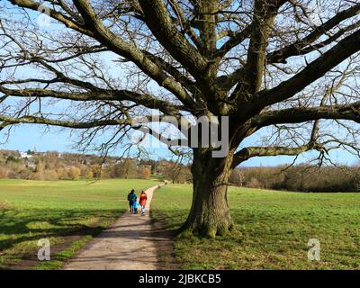 Old oak tree on Hampstead Heath, London, UK Stock Photo