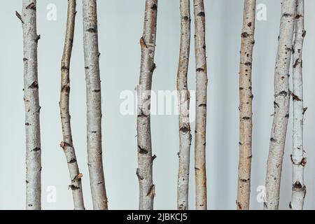 texture background of trunks of different alder and aspen trees on a white background Stock Photo