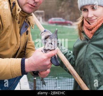 Male farmer with female worker catching sturgeons on farm Stock Photo