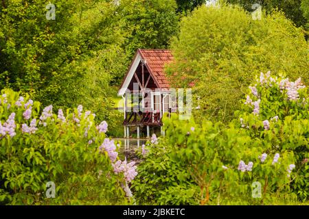 View on red holiday cabin by a pond. Wooden cottage, sauna on shore. Tiny house near the water.  Building surrounded by green trees Stock Photo