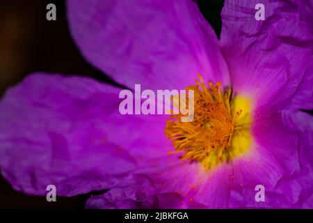 Jara flower - Cistus creticus, of the Cistaceae family Stock Photo