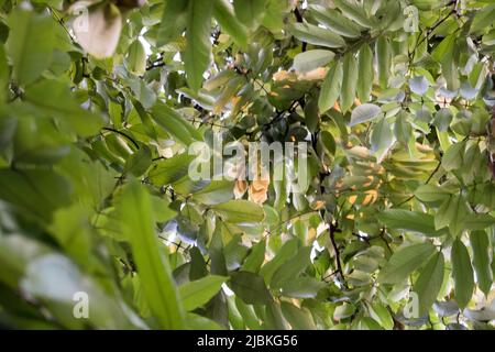 Ahala Tree - Cassia fistula Stock Photo