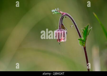 Geum rivale - flower isolated on natural background Stock Photo