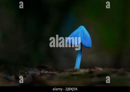 Entoloma hochstetteri, also known as the blue mushroom, on forest ground near Rotorua. Stock Photo