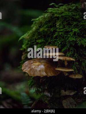 Mushrooms growing among green moss in forest. Vertical format Stock Photo